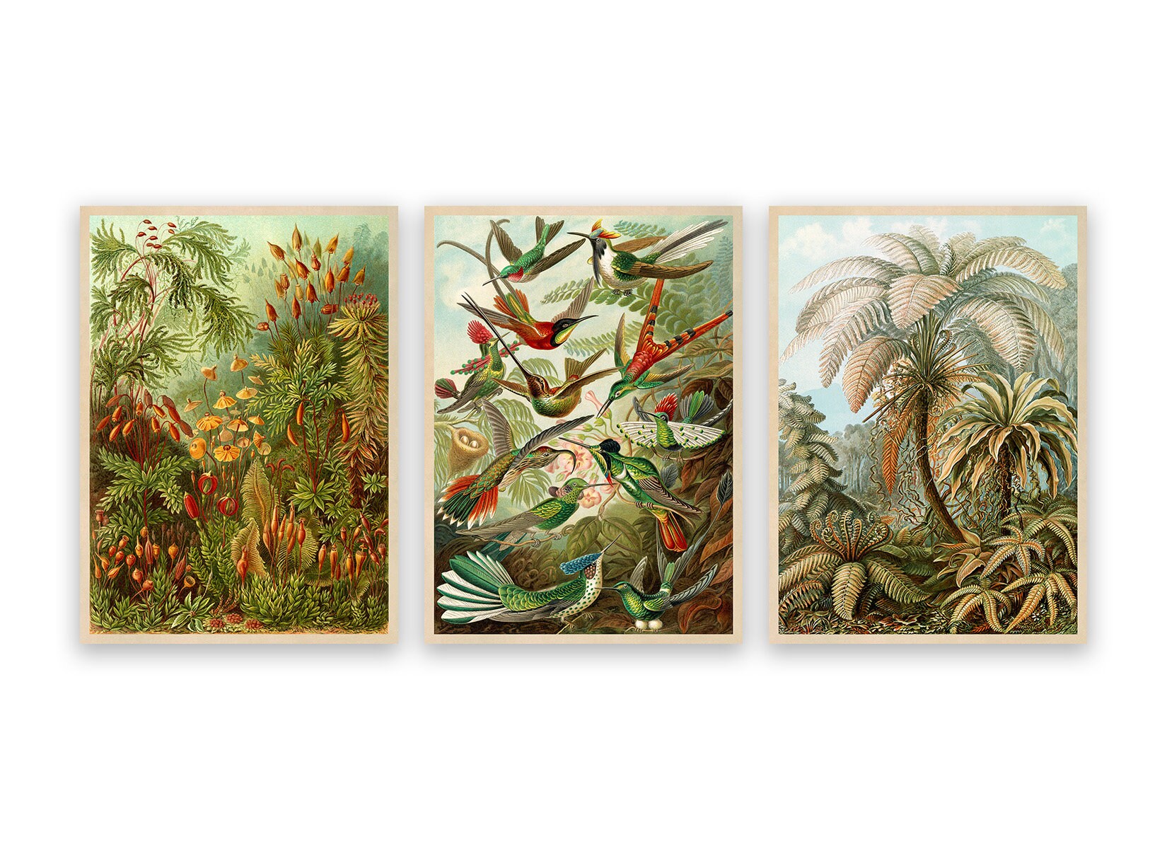 Ernst Haeckel Print Set of 3: Vintage Hummingbird, Palm & Moss Art