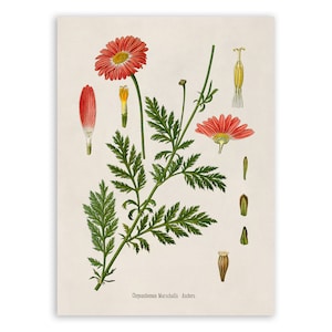 Pink Daisy Flower Plant Print, Medicinal Plants Botanical Illustration, Vintage Style Reproduction,, MOBO 233