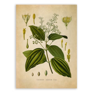 Cinnamon Tree Plant Print, Medicinal Plants Botanical Illustration, Vintage Style Reproduction, MOBO 51