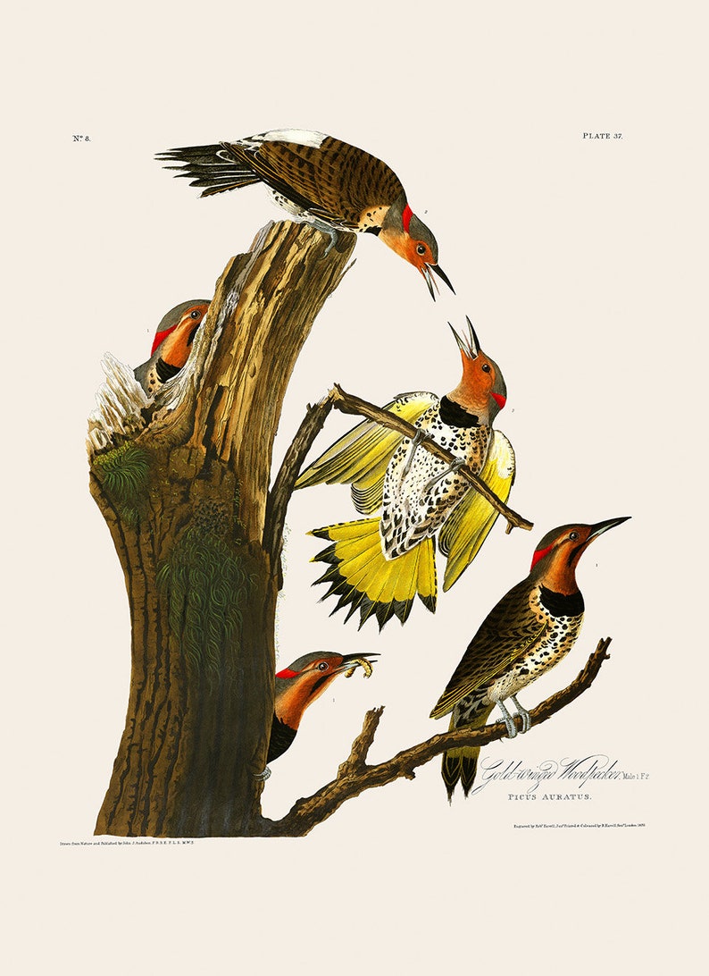 Northern Flicker Woodpecker Bird Poster Old Audubon Illustration AOB37