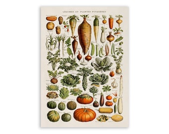 Vintage Vegetable Chart Poster: Adolphe Millot Botanical Print, AM43