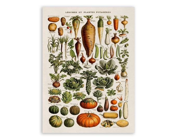 Garden Vegetable Print, Vintage Style Vegetables Illustration, Adolphe Millot Vegetable Chart Poster, Kitchen Decor AM43