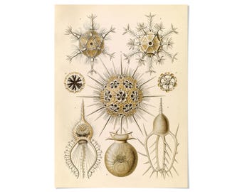 Amoeba Print, Ernst Haeckel Microscopic Organism Illustration, Vintage Science Art, EH94