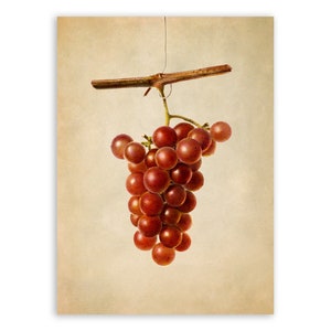 Red Grapes Fruit Print, Grapevine Themed Botanical Watercolor Artwork, Premium Vintage Style Reproduction Poster, JMS44