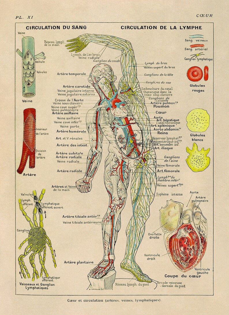 Human Anatomy Heart and Circulation Cardiovascular Chart Print ...