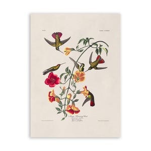 Impresión de pájaro colibrí de mango, póster de Audubon de estilo vintage, ilustración de aves de América, AOB177