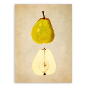 Vintage Pear Print, Fruit Themed Botanical Watercolor Artwork, Premium Reproduction Poster, JMS54