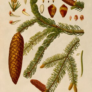 Norway Spruce Tree Plant Print, Medicinal Plants Botanical Illustration, Vintage Style Reproduction, MOBO 8 Classic