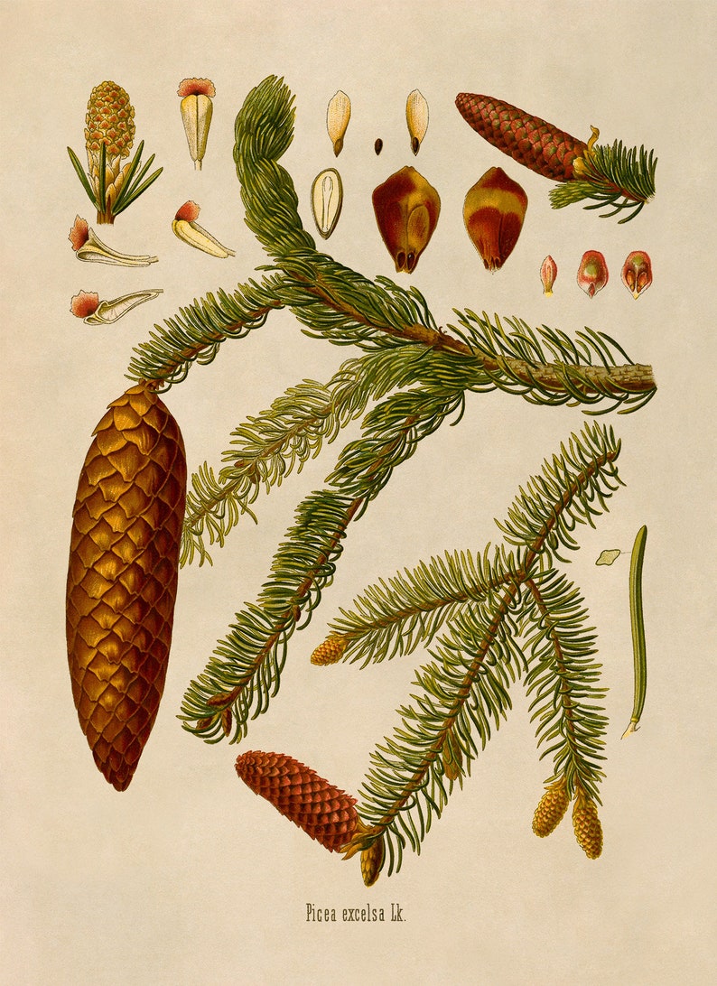 Norway Spruce Tree Plant Print, Medicinal Plants Botanical Illustration, Vintage Style Reproduction, MOBO 8 Classic