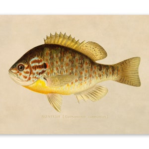 Sunfish Print, Angler Wildlife Home Decor, Vintage Style Reproduction, SFD23