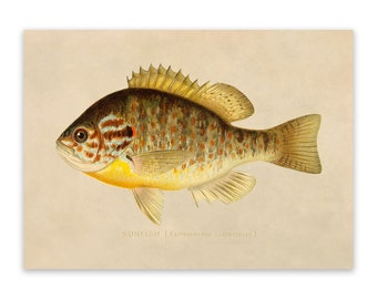 Sunfish Print, Vintage Style Reproduction, SFD23