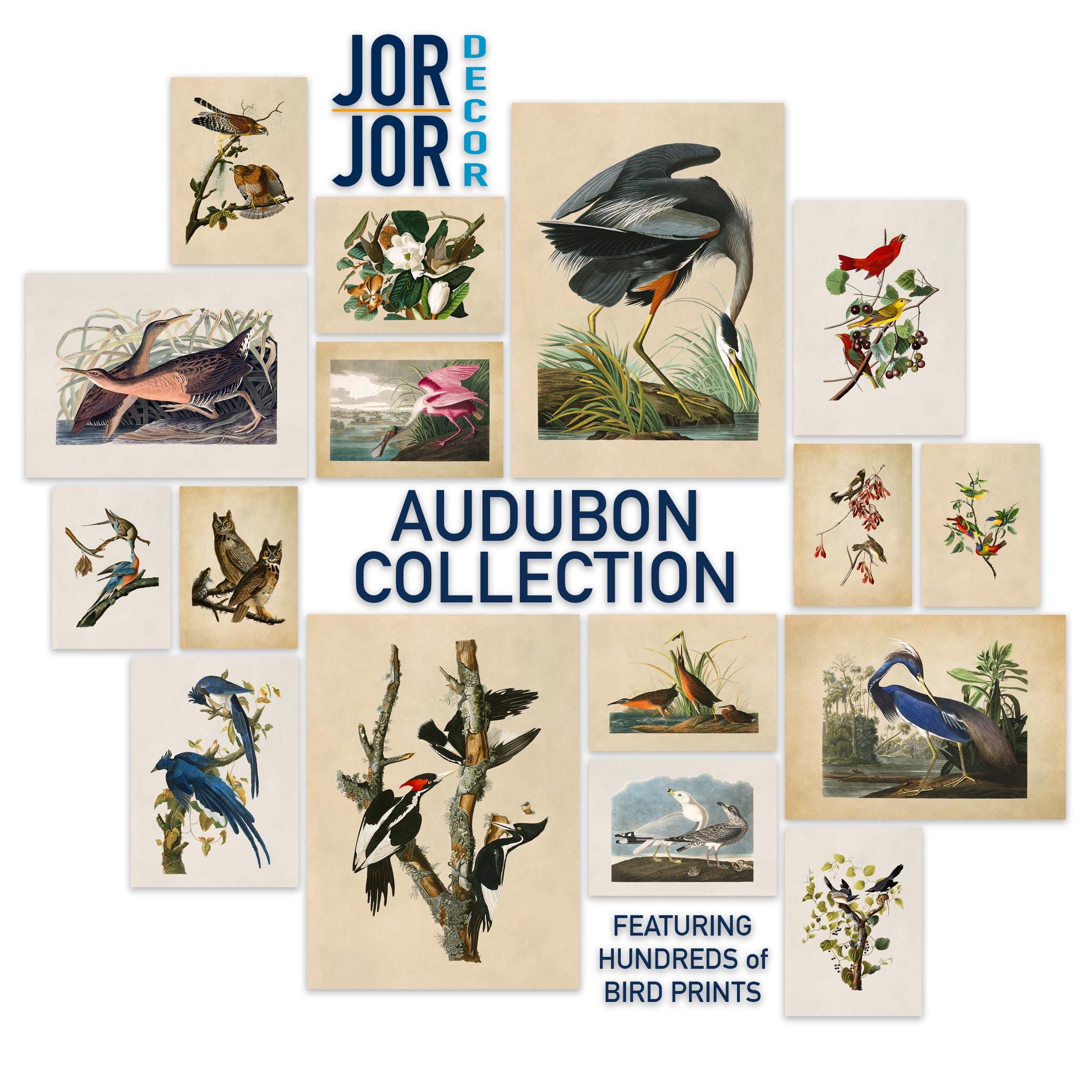 Audubon Columbia Jay Print: Vintage Birds of America Illustration