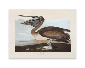 Brown Pelican Print, Vintage Style Audubon Coastal Seabird Poster, Birds Of America Illustration, AOB210