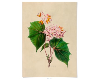Begonia Flower Print: Vintage Style Floral Botanical Illustration Art, FDA30