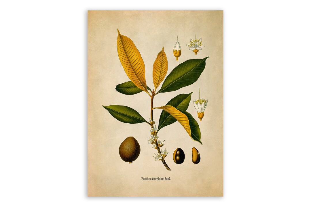 Latex Tree Plant Print Medicinal Plants Botanical Etsy 日本