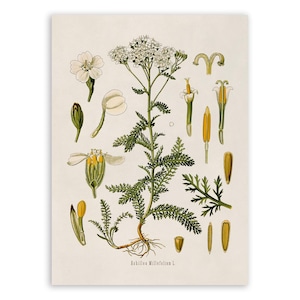 May include: A botanical print on a cream background featuring a detailed illustration of the Achillea Millefolium plant. The image displays the full plant with roots, leaves, and white flower clusters, alongside individual floral and seed parts.
