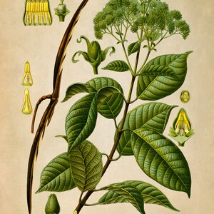 Rubber Tree Plant Print, Medicinal Plants Botanical Illustration, Vintage Style Reproduction, MOBO 218 Vintage