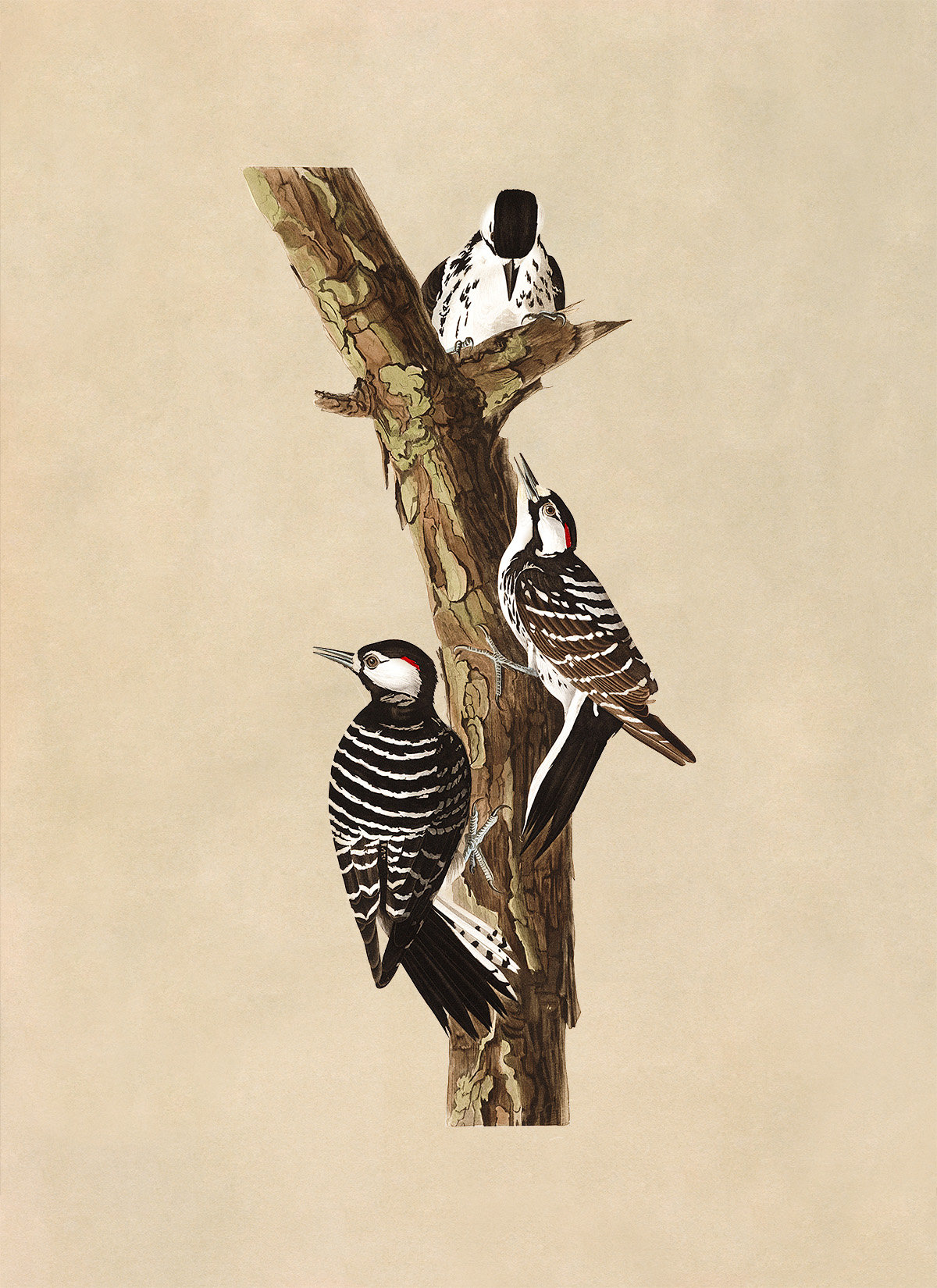 Red Cockaded Woodpecker Bird Print, Vintage Style Audubon