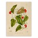 see more listings in the Botanical Illustrations  section