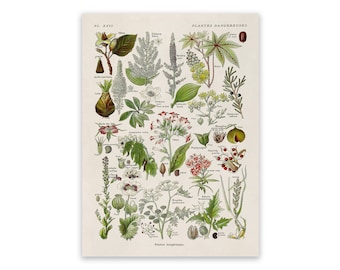 Dangerous Poison Plants Species Variety Chart, Scientific Botany Illustration, AM91