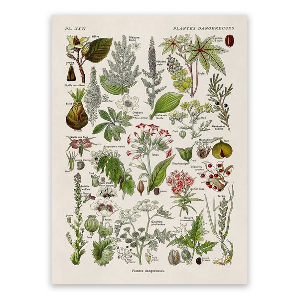 Dangerous Poison Plants Species Variety Chart, Scientific Botany Illustration, AM91