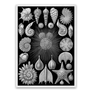 Sea Urchin Oceanography Print, Vintage Style Ernst Haeckel Scientific Biology Illustration, Marine Life Art, Nautical Wall Decor, NH69