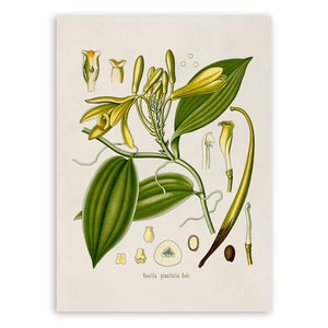 Vanilla Plant Print, Medicinal Plants Botanical Illustration, Vintage Style Reproduction, MOBO 86