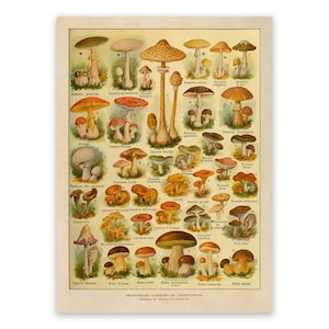 Mushroom Variety Botanical Print, Vintage Scientific Mushrooms Botany Illustration, AM129