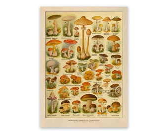 ◆mushroom◆ Ultra-high resolution - Mushroom women (9216 x 16384) : r