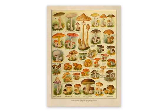 Mushroom Variety Botanical Print, Vintage Scientific Mushrooms