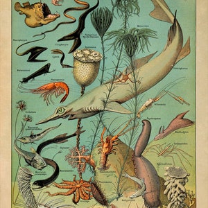 Vintage Marine Life Art Print: Adolphe Millot Ocean Species Chart, AM48 image 3