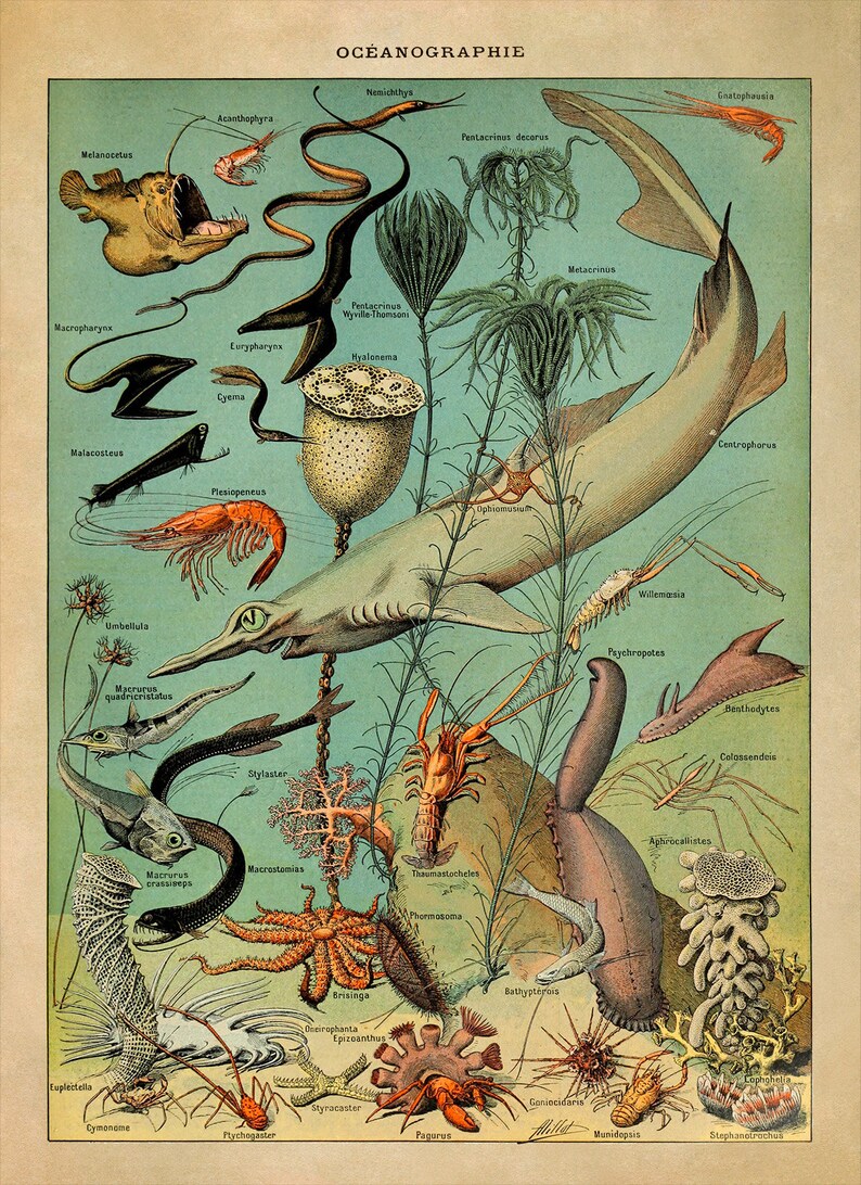 Vintage Marine Life Art Print: Adolphe Millot Ocean Species Chart, AM48 image 3