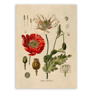 May include: A botanical print on a beige background featuring a white poppy, a red poppy, green leaves, and various seed pods. The illustration includes detailed diagrams of plant parts and the text Papaver somniferum L. at the bottom.