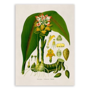 Zedoary Plant Print, Medicinal Plants Botanical Illustration, Vintage Style Reproduction, MOBO 154
