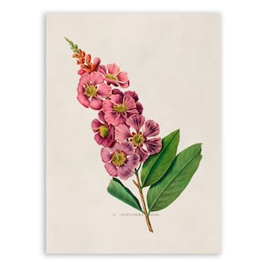 Crepe Myrtle Print, Vintage Style Botanical Illustration, Premium Reproduction, FDA18