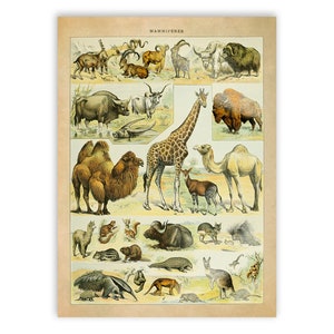 Animal Species Print, Vintage Style Mammals Illustration, Adolphe Millot Animals Chart Poster, Exotic Animals Artwork, AM36