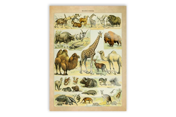 アート・デザイン・音楽 CLASSIC NATURAL HISTORY PRINTS MAMMALS Wild Mammals of the World: Primates and Other Species. Art