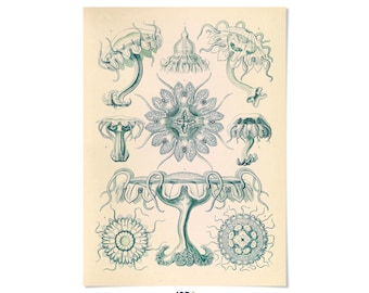 Jellyfish Species Print: Ernst Haeckel Oceanography Illustration Art, NH23