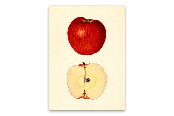 Apple Print Fruit Themed Kitchen Art Old Botanical Etsy