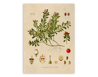 Kinnikinnick Plant Print, Medicinal Plants Botanical Illustration, Vintage Style Reproduction, MOBO 109
