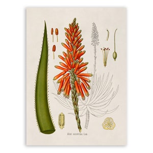 Aloe Plant Print, Medicinal Plants Botanical Illustration, Vintage Style Reproduction, MOBO 119