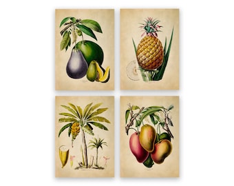 Tropical Fruit Plants Print set of 4, Features Mango Avocado Banana and Pineapple, Vintage Style Botanical Reproduction Prints COM21