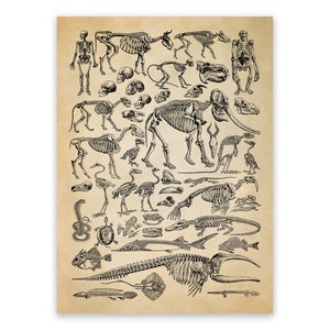 Fossil Print, Vintage Style Paleontology Illustration, Fossils Chart Poster, Paleontologist Artwork, AM58