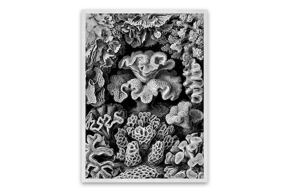 Hexacoralla-vintage style archival print