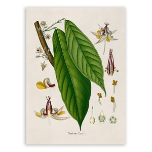 Cocoa Tree Plant Print, Medicinal Plants Botanical Illustration, Vintage Style Reproduction, MOBO 128