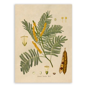 Kher Tree Plant Print, Medicinal Plants Botanical Illustration, Vintage Style Reproduction, MOBO 88