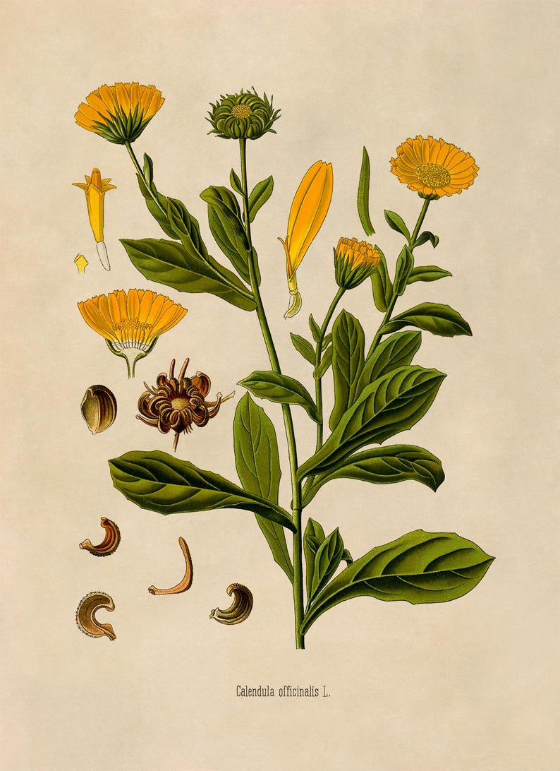 Pot Marigold Botanical Print, Vintage Orange Calendula Flower Illustration, Garden Study Art, MOBO 263 image 3