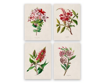 Red and Pink Floral Botanical Print Set of 4, Gardenia, Flame of the Woods, Brazilian Plume, Amargo, Vintage Style Flower Prints COM28
