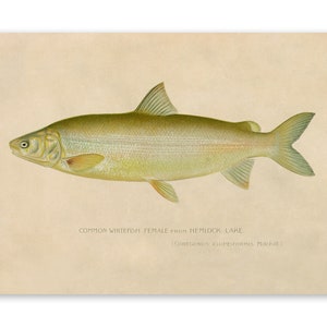 Common Whitefish Print, Angler Wildlife Home Decor, Vintage Style Reproduction, SFD04