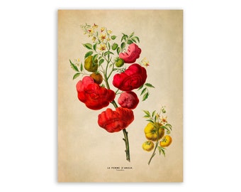 Tomato Plant Print, Vintage Style Botanical Illustration, Premium Reproduction, FDA104